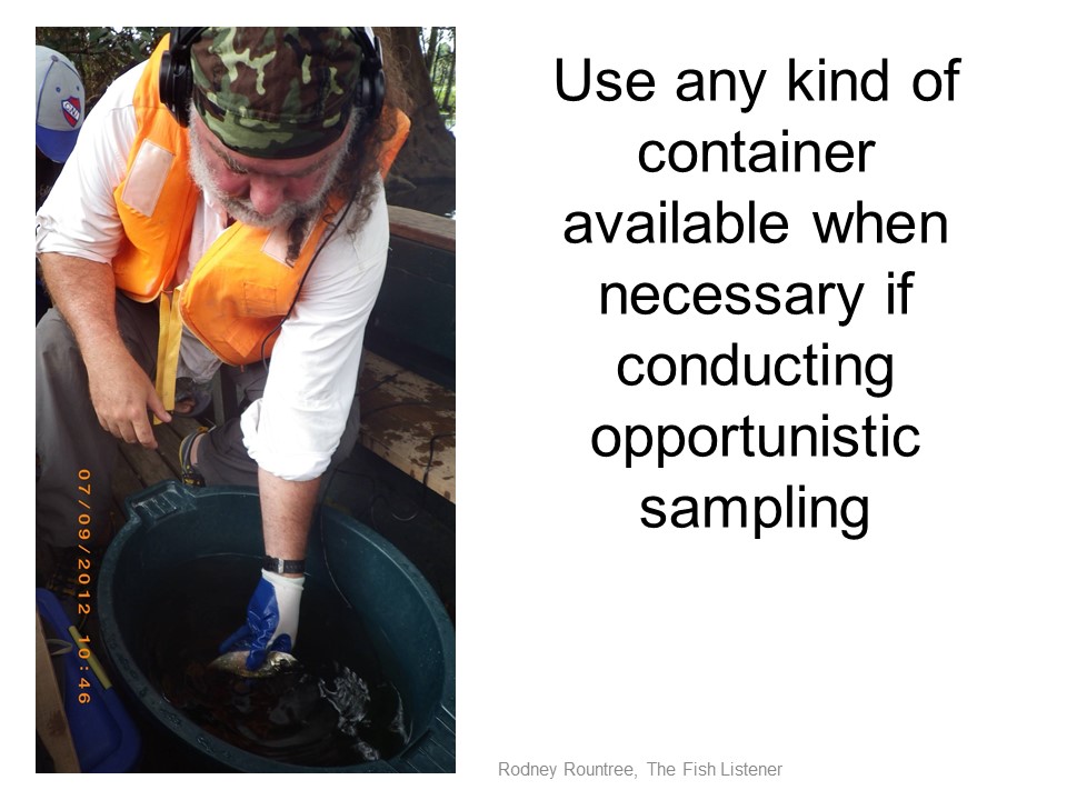 How to Listen to Fish